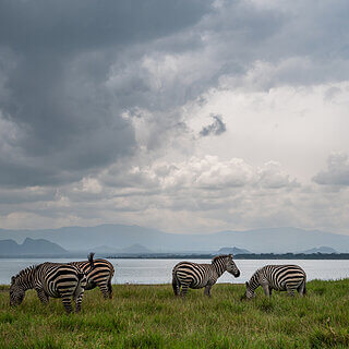 Soysambu - Plains zebra